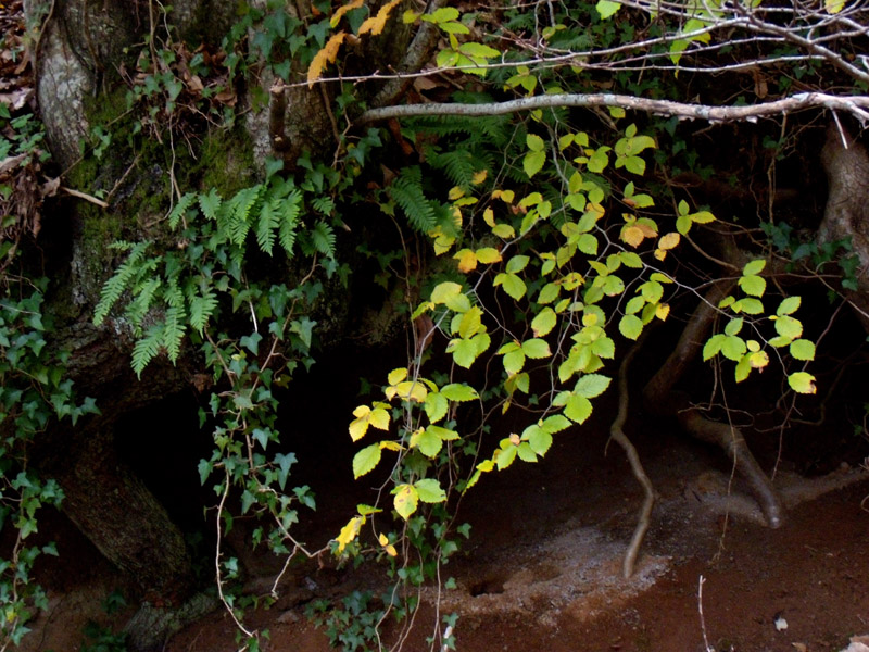 Fagus sylvatica